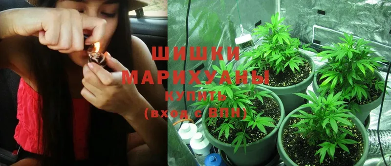 Канабис OG Kush  купить   Михайловск 